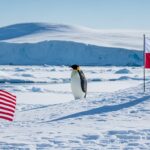 Trump et le Manchot au Groenland : Une Bourde IA qui Fait Rire