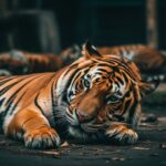 72 Tigres Meurent d&rsquo;un Virus en Thaïlande : Une Tragédie Révélatrice