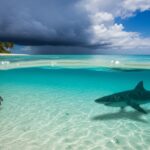 Adolescent de 13 Ans Tué par Requin au Brésil : Tragédie sur une Plage Paradisiaque