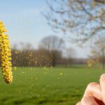 Allergies 2026 : Les Pollens d&rsquo;Aulne Envahissent Toute la France
