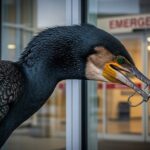 Cormoran Blessé Frappe à la Porte d&rsquo;un Hôpital pour de l&rsquo;Aide
