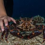 Décès tragique : influenceuse mange crabe diable toxique