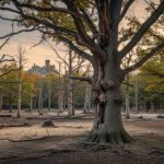 Forêt de Chantilly : Faut-il Arrêter les Coupes d&rsquo;Arbres ?