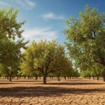 Fruits à Coque : Solution Face à la Sécheresse en France