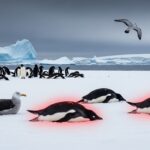 Grippe Aviaire en Antarctique : Menace Mortelle pour la Faune