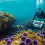 Invasion d'Oursins Violets en Bretagne : Une Aubaine pour les Pêcheurs