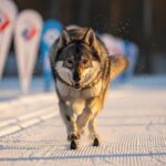 JO 2026 : L’incroyable course de Nazgul, le chien-loup star