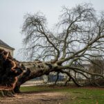 L’Arbre de la Libération de Caen Abattu : Fin d’un Symbole 1944