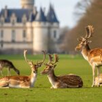 Les Daims Reviennent en Force à Verberie dans l’Oise