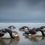 Macareux Morts sur les Côtes Bretonnes : Une Hécatombe Inquiétante