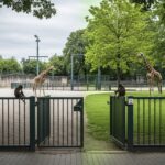 Municipales 2026 Lyon : Vers la Fermeture du Zoo Tête d’Or ?