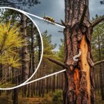 Nématode du Pin : Menace sur les Landes de Gascogne