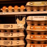 Pourquoi Trouve-t-on Encore des Œufs de Poules en Cage en 2026 ?