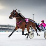 Quinté 19 Février 2026 Vincennes : Fuchsia du Rib en Force