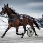 Quinté Prix de Paris 2026 : Harmony du Rabutin Prête à Rebondir