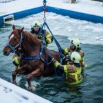 Sauvetage Héroïque : Une Jument de 550 Kg Coincée dans une Piscine Glacée