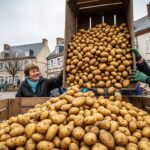 Surproduction Pommes de Terre : Distributions Gratuites dans les Hauts-de-France