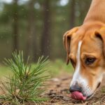 Chenilles Processionnaires : Danger Grave pour Chiens, Chats et Chevaux