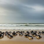 Hécatombe d&rsquo;Oiseaux sur les Plages Atlantiques : Les Tempêtes Dévastatrices