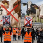 Municipales 2026 à Paris : La Cause Animale Divise les Candidats