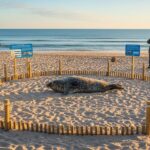 Phoques sur la Plage : Îlots de Tranquillité à Fort-Mahon