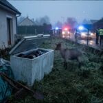 Abattoir Clandestin à Viry-Châtillon : Chèvres Maltraitées et Cadavres au Congélateur
