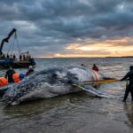 Baleine Échouée en Allemagne : Un Sauvetage Dramatique en Mer Baltique