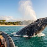 Baleine Géante Observée Près de la Plage dans l&rsquo;Aude : Un Moment Inoubliable