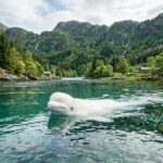 Béluga Perdu Dans Une Rivière Près D&rsquo;Oslo : Le Mystère D&rsquo;Un Visiteur Arctique