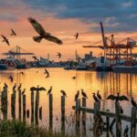 Biodiversité au Port de Bonneuil : Oiseaux Protégés en Zone Industrielle