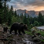 Bulgarie : Un Homme Tué Par Une Ourse Dans Le Massif Du Vitosha