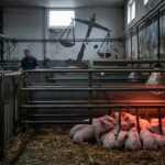 Castration à Vif et Souffrances Animales : Plainte contre un Élevage Porcin