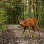 Chevreuils Ivres au Printemps : Vigilance sur les Routes Forestières