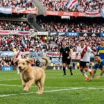 Chien Fugueur Interrompt Match de Football et Retrouve sa Maîtresse