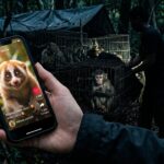 Derrière les Likes : Le Trafic d&rsquo;Animaux Sauvages sur les Réseaux