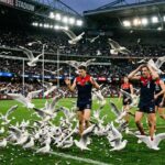 Des Mouettes Envahissent un Match de Football en Australie
