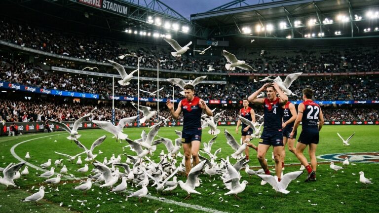 Des Mouettes Envahissent un Match de Football en Australie