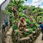 Deux Américains Arrêtés au Japon pour Intrusion dans l&rsquo;Enclos d&rsquo;un Macaque Star