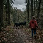 Enfant de 10 Ans Entre la Vie et la Mort Après Morsure de Chiens dans l&rsquo;Oise