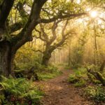 Fontainebleau : Reine des Forêts Face à des Millions de Visiteurs