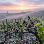 Gel en Champagne : 38% Bourgeons Détruits, Vignerons en Alerte