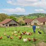 Grippe Aviaire : Risque Abaissé en France de Élevé à Modéré