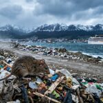 Hantavirus : Sur les Traces du Patient Zéro en Amérique du Sud