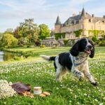 Hôtels de Luxe : Les Chiens Mènent la Vie de Château