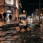 Ivre en Trottinette : Un Belge Percute Mortellement un Chihuahua