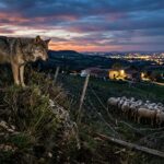 Le Retour du Loup aux Portes de Lyon : Les Éleveurs en Alerte