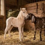 L&rsquo;Incroyable Histoire de Qlor : Un Poulain Orphelin Adopté par une Chèvre