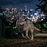 Loup Échappé du Zoo : Neukgu Capturé Après Neuf Jours de Cavale