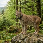 Lynx Boréal dans le Jura : Quatre Félin Libérés Après Soins