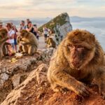 Macaques de Gibraltar : Malbouffe Touriste et Remède Naturel